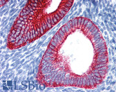 Anti-KRT19 / CK19 / Cytokeratin 19 Antibody (aa312-335, clone A53-B/A2.26) IHC-plus LS-B2650