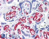 Anti-CD34 Antibody IHC-plus LS-B2652