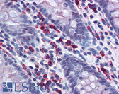 Rabbit Anti-Human Lambda Light Chain Secondary Antibody LS-B2657