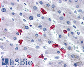 Anti-CD163 Antibody (N-Terminus) IHC-plus LS-B2661