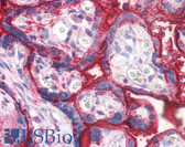 Anti-PLAP / Alkaline Phosphatase Antibody (Internal) IHC-plus LS-B2663