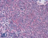Anti-DEC-205 / CD205 / LY75 Antibody (C-Terminus) IHC-plus LS-B2669