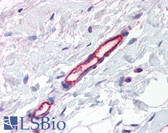 Anti-TEM7 Antibody (aa411-427, clone 197C193) IHC-plus LS-B2674
