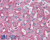 Anti-LRP1 / CD91 Antibody (clone 5A6) IHC-plus LS-B2675