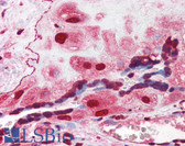 Anti-ORAI3 Antibody (C-Terminus) IHC-plus LS-B2718
