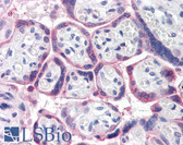 Anti-ATG16L1 / ATG16L Antibody (Internal) IHC-plus LS-B2724