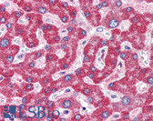 Anti-ZBP1 Antibody (C-Terminus) IHC-plus LS-B2730