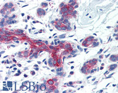 Anti-AIFM3 Antibody (Internal) IHC-plus LS-B2733