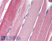 Anti-GPAM Antibody (C-Terminus) IHC-plus LS-B2734