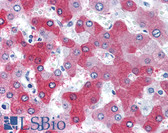 Anti-58K Golgi Protein / FTCD Antibody (N-Terminus) IHC-plus LS-B2754