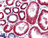 Anti-FOLH1 / PSMA Antibody IHC-plus LS-B2782
