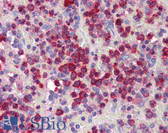 Anti-GZMB / Granzyme B Antibody (N-Terminus) IHC-plus LS-B2783