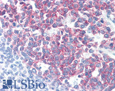 Anti-PAG1 Antibody (C-Terminus, clone PAG-C1) IHC-plus LS-B2794