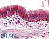 Anti-TXN / Thioredoxin / TRX Antibody IHC-plus LS-B2804