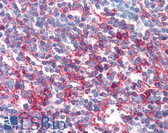 Anti-CD95 / FAS Antibody (clone LT95) IHC-plus LS-B2820