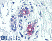 Anti-PRLR / Prolactin Receptor Antibody IHC-plus LS-B2835