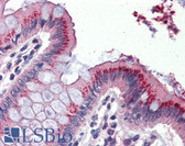 Anti-BMP4 Antibody IHC-plus LS-B2842