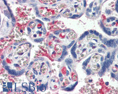 Anti-Complement C1s Antibody IHC-plus LS-B2848