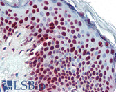 Anti-ALY / THOC4 Antibody (clone 11G5) IHC-plus LS-B2849