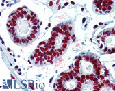 Anti-HNRNPC / HNRNP C Antibody (clone 4F4) IHC-plus LS-B2850