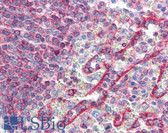 Anti-HLA-E Antibody (clone MEM-E/02) IHC-plus LS-B2857