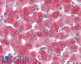 Anti-HP / Haptoglobin Antibody (clone 2F4) IHC-plus LS-B2863