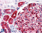 Anti-NQO1 Antibody (clone AI80) IHC-plus LS-B2886