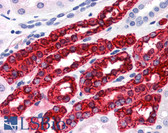 Anti-UMOD / Uromodulin Antibody (clone 10.32) IHC-plus LS-B2887