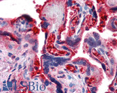 Anti-Complement C4b Antibody IHC-plus LS-B2888