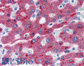 Anti-CFH / Complement Factor H Antibody (clone OX-24) IHC-plus LS-B2889