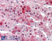 Anti-HEC1 / NDC80 Antibody (C-Terminus) IHC-plus LS-B2891