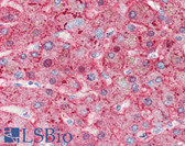 Anti-CFH / Complement Factor H Antibody IHC-plus LS-B2903