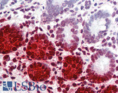 Anti-DEFA5 / Defensin 5 Antibody (clone 8C8) IHC-plus LS-B2904