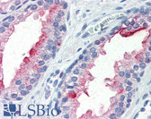 Anti-FOLH1 / PSMA Antibody (clone Y-PSMA2) IHC-plus LS-B2906