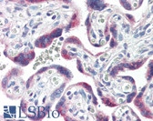 Anti-CYP26 / CYP26A1 Antibody (C-Terminus) IHC-plus LS-B2916