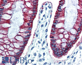Anti-CLDN7 / Claudin 7 Antibody (C-Terminus) IHC-plus LS-B2918