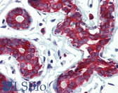 Anti-TPD52L1 Antibody (clone D1C5) IHC-plus LS-B2920