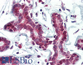 Anti-SETD7 / SET7 Antibody (clone S4E5) IHC-plus LS-B2921