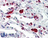 Anti-CTSH / Cathepsin H Antibody (clone 3G8) IHC-plus LS-B2924