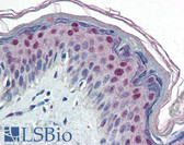 Anti-C/EBP Beta / CEBPB Antibody (clone 47A1) IHC-plus LS-B2926