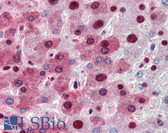 Anti-NPM1 / NPM / Nucleophosmin Antibody (aa81-294, clone 5E3) IHC-plus LS-B2930