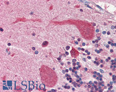 Anti-HSP90 / Heat Shock Protein 90 Antibody (aa1-732, clone 4F10) IHC-plus LS-B2934