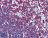 Anti-CD45 Antibody (aa1029-1249, clone 3G4) IHC-plus LS-B2941
