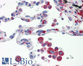 Anti-IRF7 Antibody (aa1-150, clone 3D9) IHC-plus LS-B2945