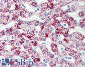Anti-HSPD1 / HSP60 Antibody (aa1-573, clone 2E4) IHC-plus LS-B2946