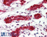 Anti-PDCD4 Antibody (aa1-469, clone K4C1) IHC-plus LS-B2949