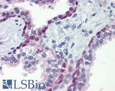 Anti-HSF1 Antibody (clone J7F9) IHC-plus LS-B2951