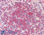 Anti-UBE2L6 Antibody (aa1-152, clone K1H3) IHC-plus LS-B2964