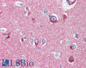 Anti-SNAP Alpha/Beta Antibody (clone 6B7-3) IHC-plus LS-B2990