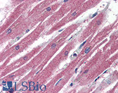 Anti-AMID / AIFM2 Antibody (N-Terminus) IHC-plus LS-B3000